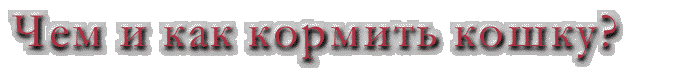 Чм и как кормить кошек?